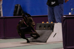 Flyball box