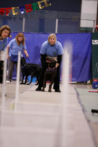 Flyball team