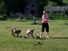 Girl playing with a chase it and mastiffs