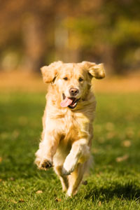 dog running in field