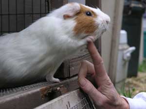 guinea pig high five to finger