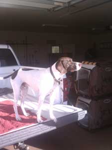 Gus on the pickup truck bed