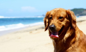 Happy dog sitting on the beach
