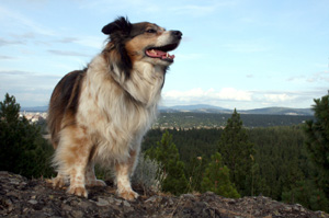 Happy dog on a hill