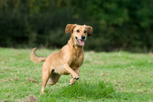 happy dog