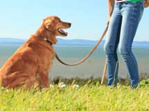 How to Teach Loose-Leash Walking