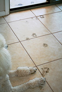 Muddy paw prints on floor