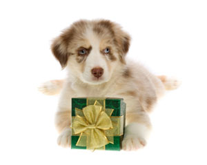 Puppy with a gift box between its paws