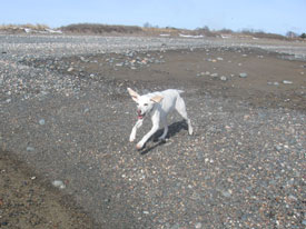 Sandy Running on Beach