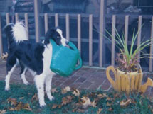 Saving Jack: Clicker Training an Aggressive Border Collie