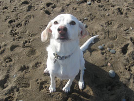 Sandy Sitting on the beach