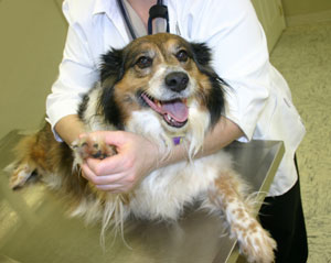 Smiling Dog at the Vet