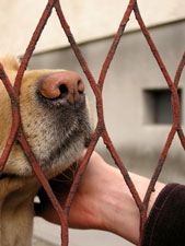 snout behind fence