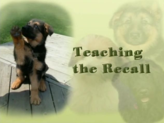 Teaching the Puppy Recall