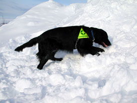 Kiro indicating where a human is buried in masses of snow