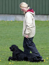 Tia and Cecilie training “crawling,” an obedience exercise in working dog trials in Norway and Sweden