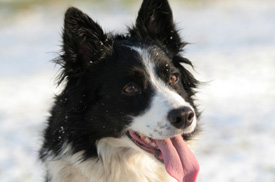 border collie in the snow