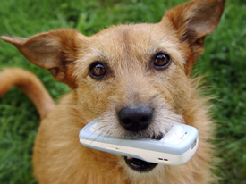 dog with cell phone