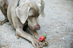 dog and strawberry