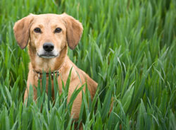 dog in tall grass