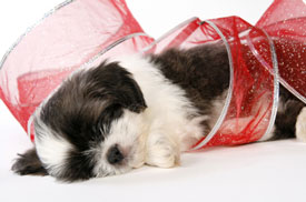 dog sleeping in ribbon