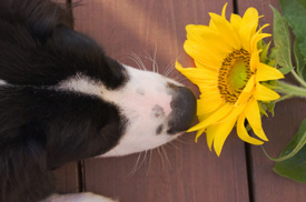 dog smelling flower
