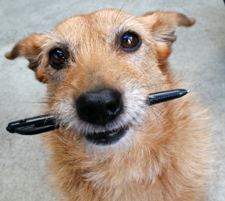 dog with pen