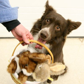 finn with basket