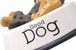 good dog food dish