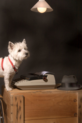 dog with typewriter