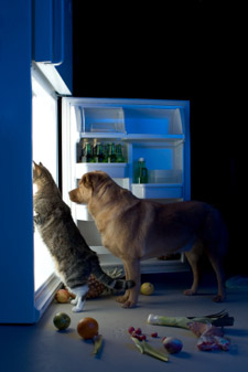 pets at the fridge
