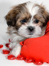 valentine puppy