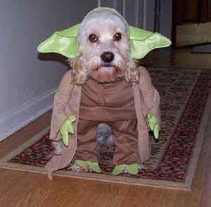 dog in yoda costume