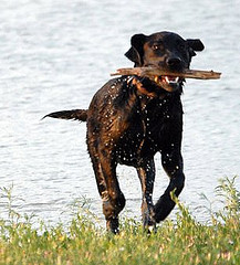 9 Month old Lab puppy - Edge