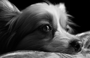 black and white dog