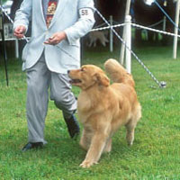 man showing dog