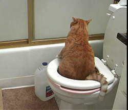 kitty on toilet