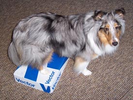 dog on box