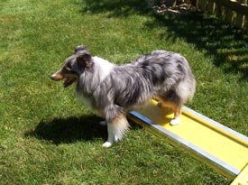dog on slide