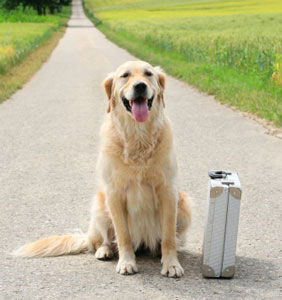 dog with suitcase
