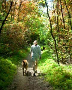 Walking in the woods in fall with a dog.
