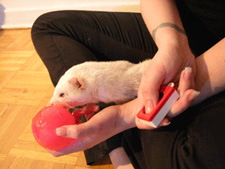 ferret touching ball