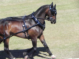 Can you tell this is a picture of two horses? Perfectly matched!