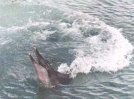 Rough-toothed dolphin