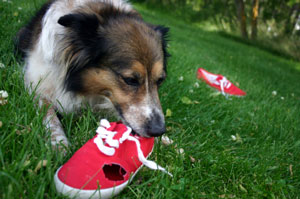 dog chewing on shoes