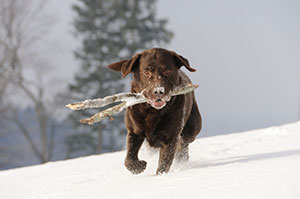 Dog running in the snow carrying a stick