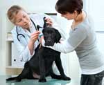 Easy Tips for Happy Vet and Groomer Visits