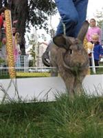 Filbert jumping hurdles