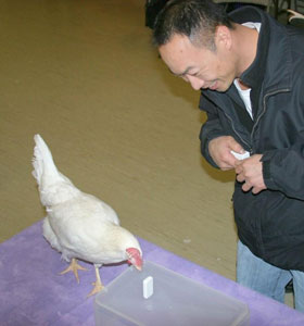 A fisherman training a chicken to knock down a domino at Terry Ryan's Chicken Camp