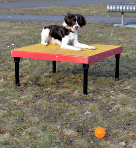 Click and treat your dog for staying on the table while you attempt to distract her.